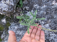 Verbena canescens