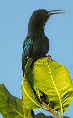 Phoeniculus purpureus