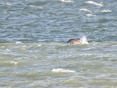 Phocoena phocoena phocoena