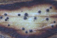 Phyllosticta cruenta