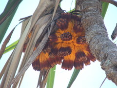 Pandanus cookii
