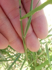 Pappophorum bicolor