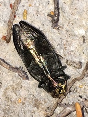 Buprestis lyrata