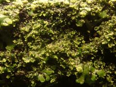 Phaeophyscia nigricans
