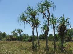Pandanus cookii