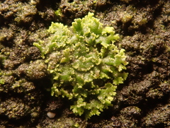 Phaeophyscia nigricans