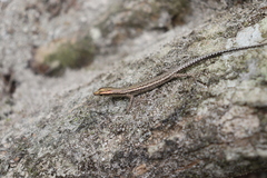 Cryptoblepharus novaeguineae