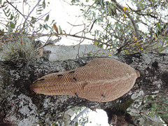 Synoeca septentrionalis