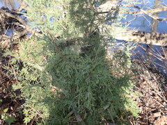 Cupressaceae
