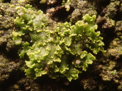 Phaeophyscia nigricans