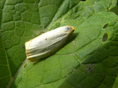 Cybosia mesomella