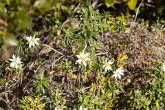 Chiliotrichum diffusum