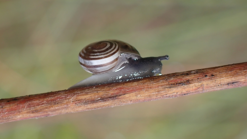Iberus globulosus