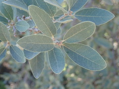 Quercus oblongifolia
