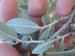 Quercus oblongifolia