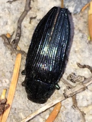 Buprestis lyrata