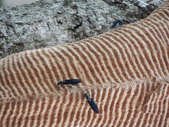 Synoeca septentrionalis