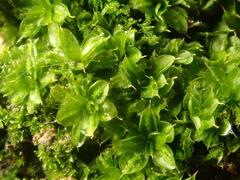 Syntrichia papillosa