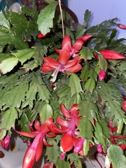 Schlumbergera truncata