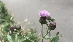 Cirsium arvense