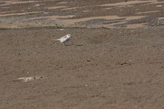 Charadrius marginatus