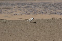 Charadrius marginatus