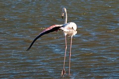 Phoenicopterus roseus