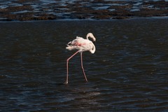 Phoenicopterus roseus