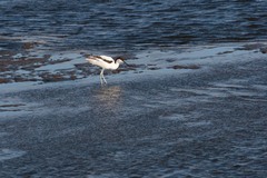 Recurvirostra avosetta