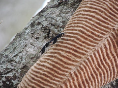 Synoeca septentrionalis