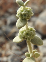Pseudodictamnus mediterraneus