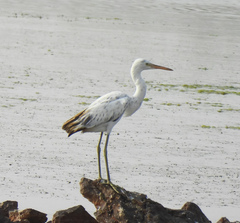 Egretta gularis