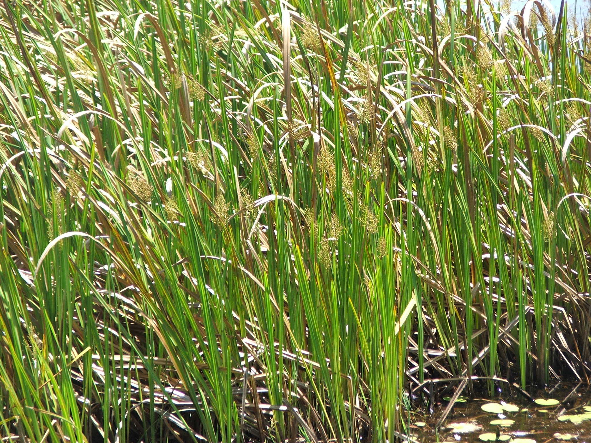 Mapania sumatrana