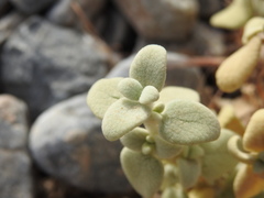 Pseudodictamnus mediterraneus