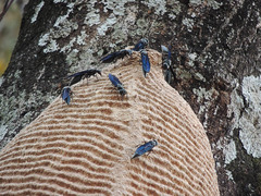 Synoeca septentrionalis