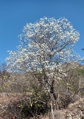 Cordia globulifera
