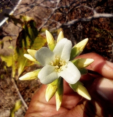 Cordia globulifera
