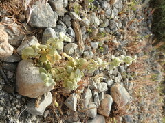 Pseudodictamnus mediterraneus