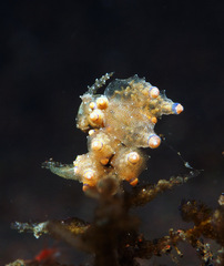 Eubranchus rubropunctatus