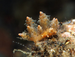 Eubranchus rubropunctatus