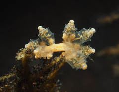 Eubranchus rubropunctatus