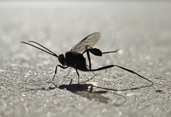 Evania appendigaster