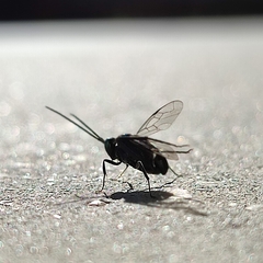 Evania appendigaster