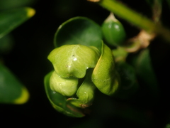 Psylla buxi