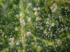 Aspidiotus hedericola