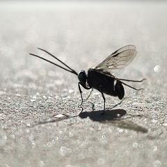 Evania appendigaster