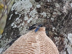 Synoeca septentrionalis