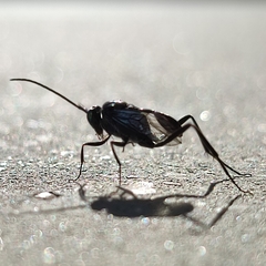 Evania appendigaster