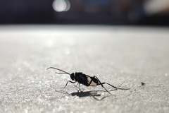 Evania appendigaster