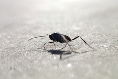 Evania appendigaster